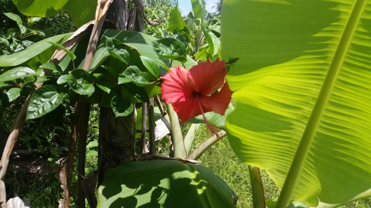 Hotel Banana Grove El Nido Esterno foto